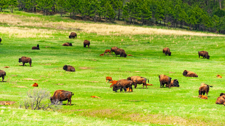 A herd of bison at Wind Cave National Park, South Dakota