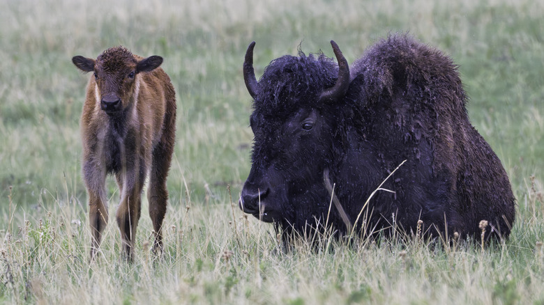 An adult bison lying in the grass next to a young calf