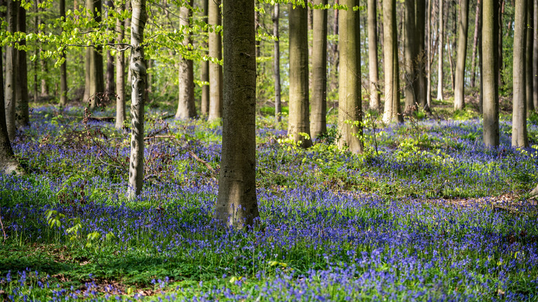Purple flowers growing in forest