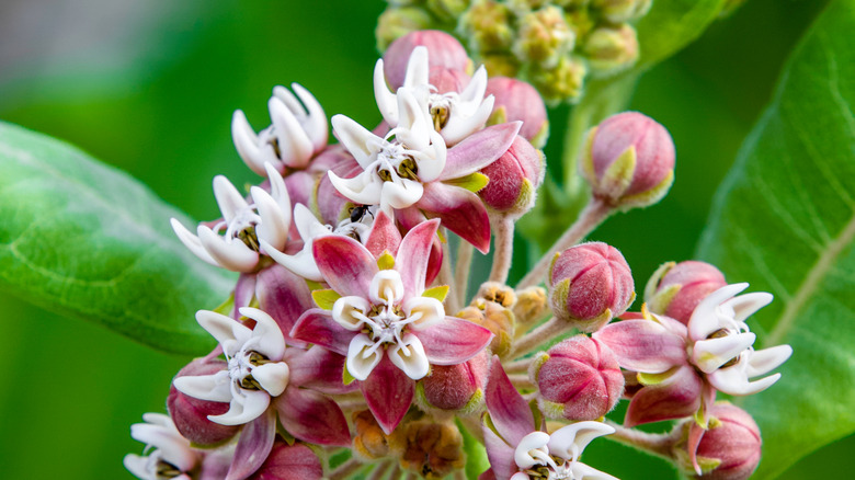 Mead's milkweed