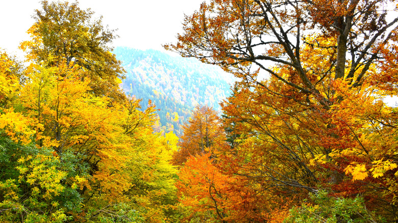 Temperate forest with fall foliage