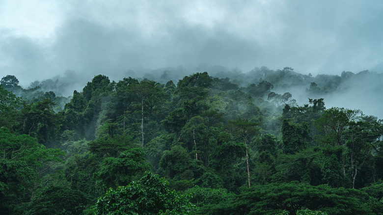 Tropical rainforest viewed from above