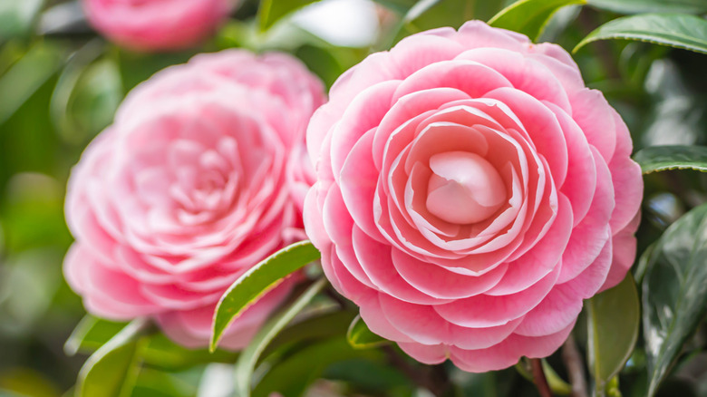 Pink camellia japonica blooms