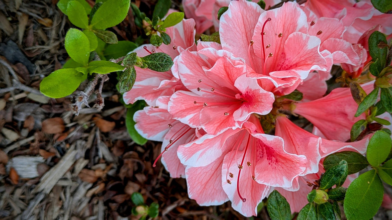 Encore azalea bloom
