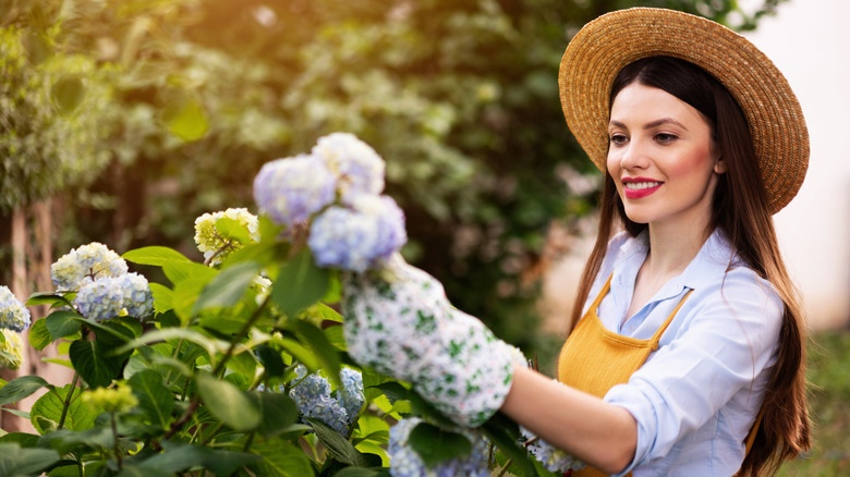 Woman gardener tending hydrangeas