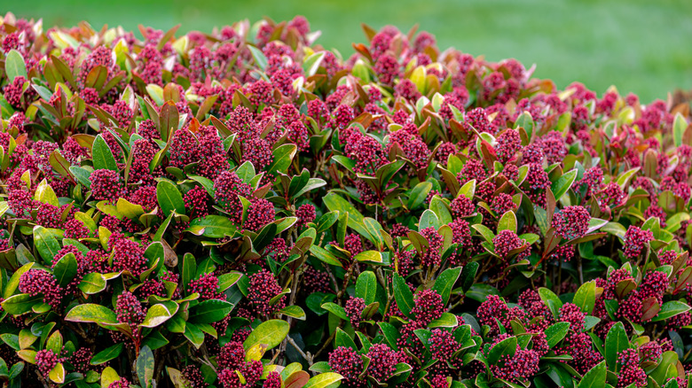 Japanese skimmia bushes full of berries