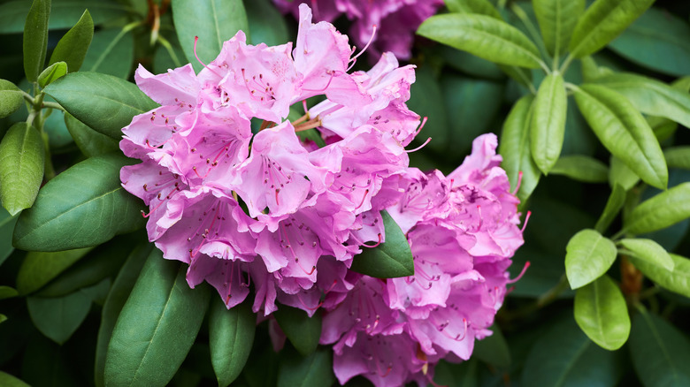 Mountain rosebay blooms