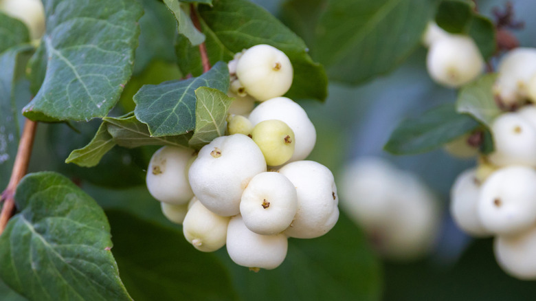 Bright white berries on a snowberry bush