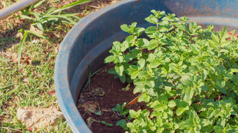 Plants growing in a container
