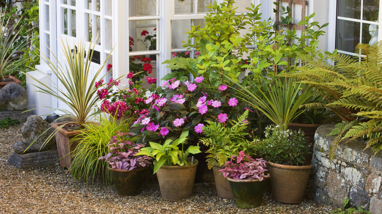 Container garden with several pots outside house