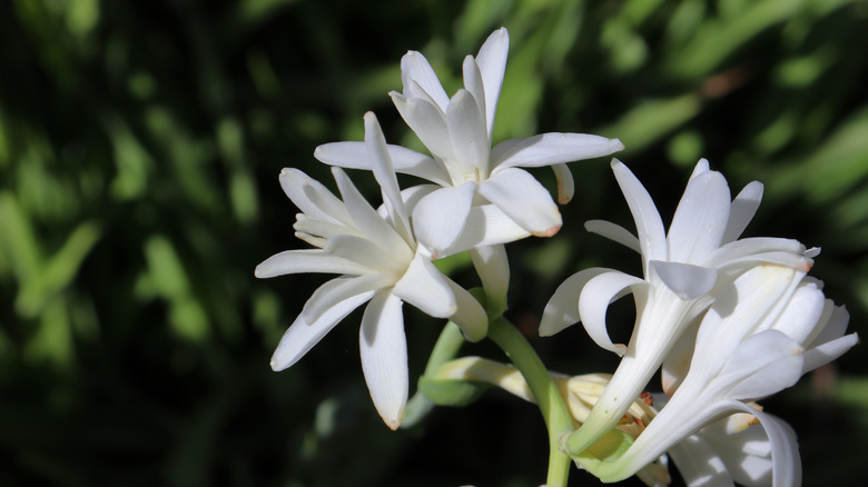 Tuberoses in bloom with lots off greenery behind them