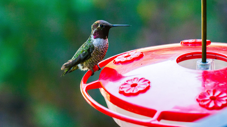 Hummingbird sitting on a nectar feeder