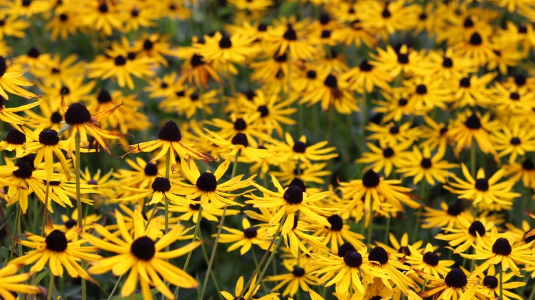 black-eyed susan
