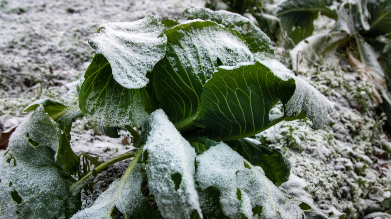 Cabbage plants covered in frost