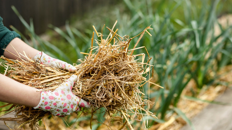 Mulching garden with straw