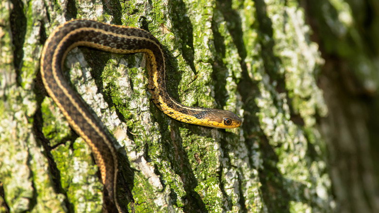 Garter snake climbing the mossy bark of a tree