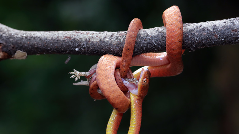 snake on branch with prey