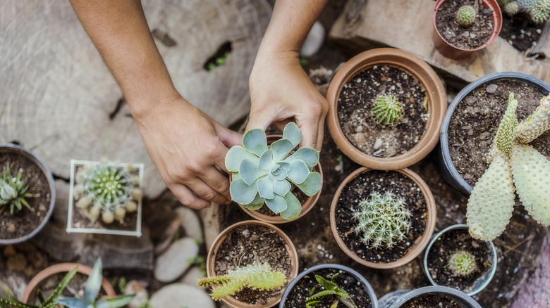 Person selecting succulents to place into a planter