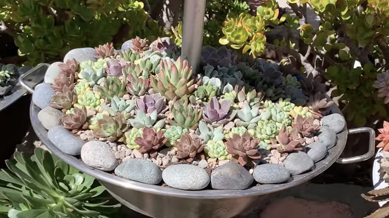 Succulent garden closeup