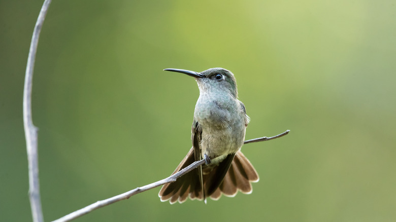 hummingbird sitting on branch
