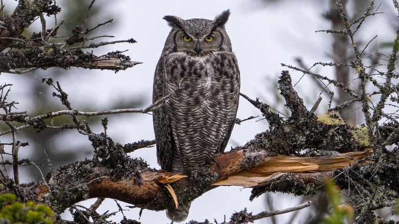 A great-horned owl standing on a tree limb