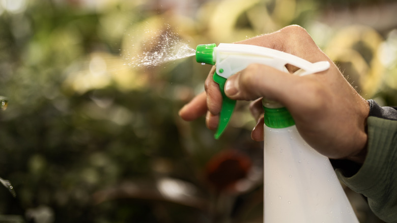 Person spraying animal repellent from a spray bottle