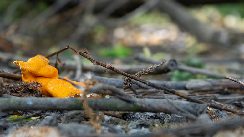 An orange peel left out to deter skunks