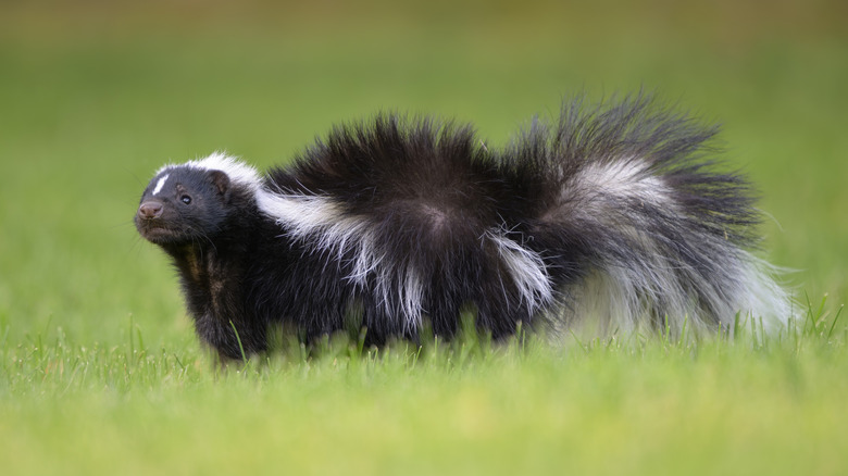 A skunk standing in a grassy field
