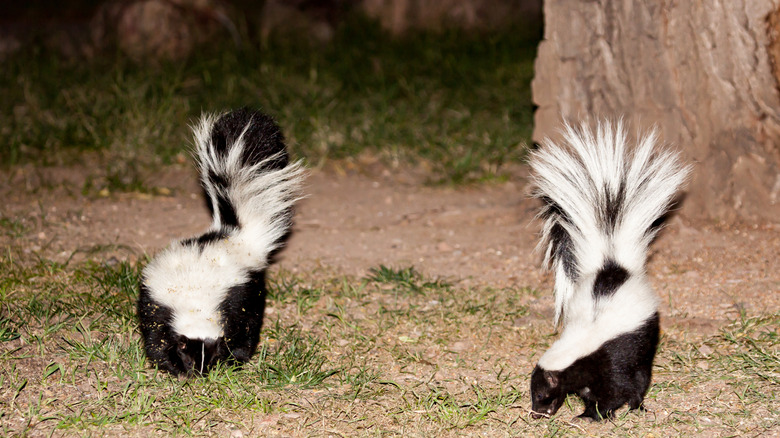 A pair of skunks caught in the lights at night