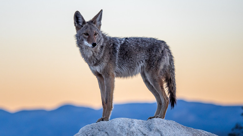 A coyote standing on a rock