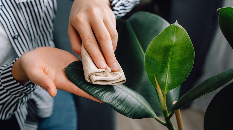 A woman wipes down large green leaves