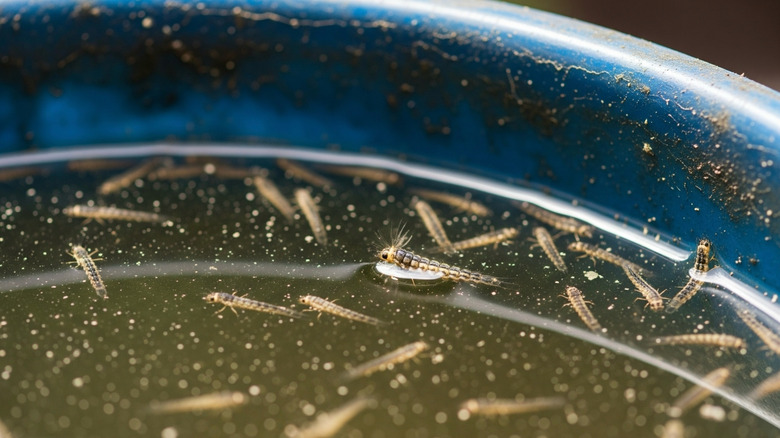 Mosquito larvae in a bucket of still water