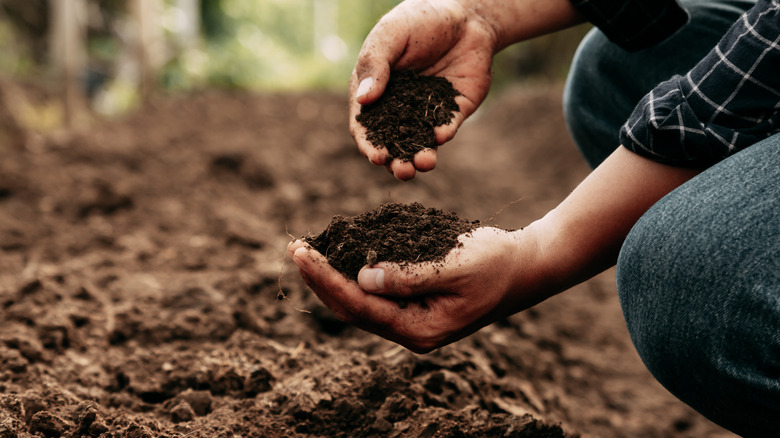 gardener inspecting handfuls of soil