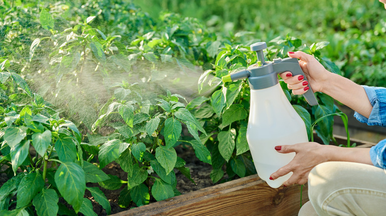 A gardener spraying a patch of plants in their garden