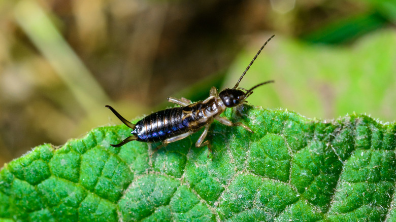 An earwig on a green leaf