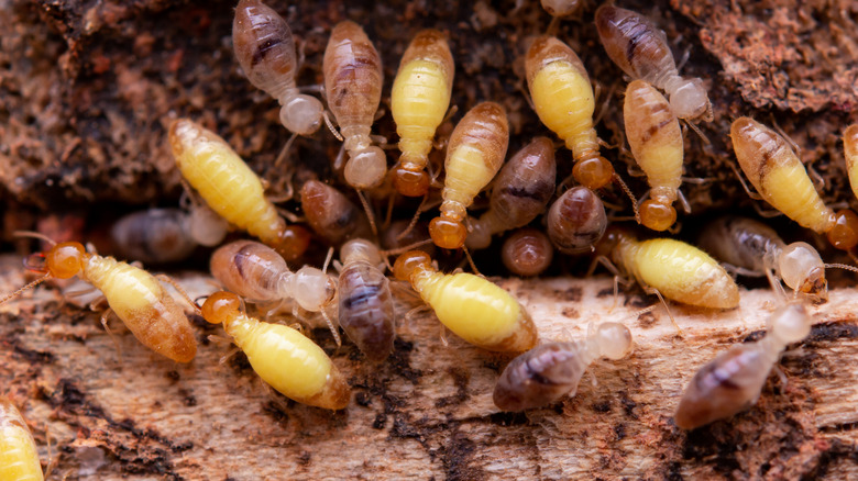 Close-up shot of termites feasting on a wooden log