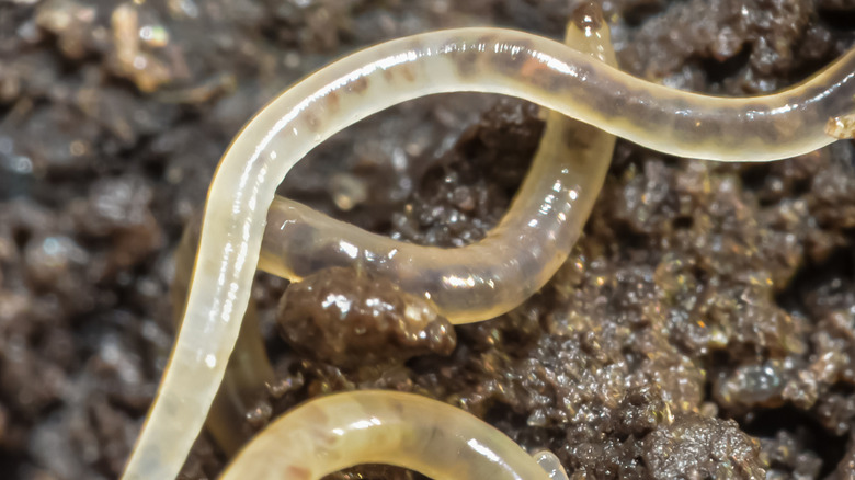 Nematodes, close up, in soil