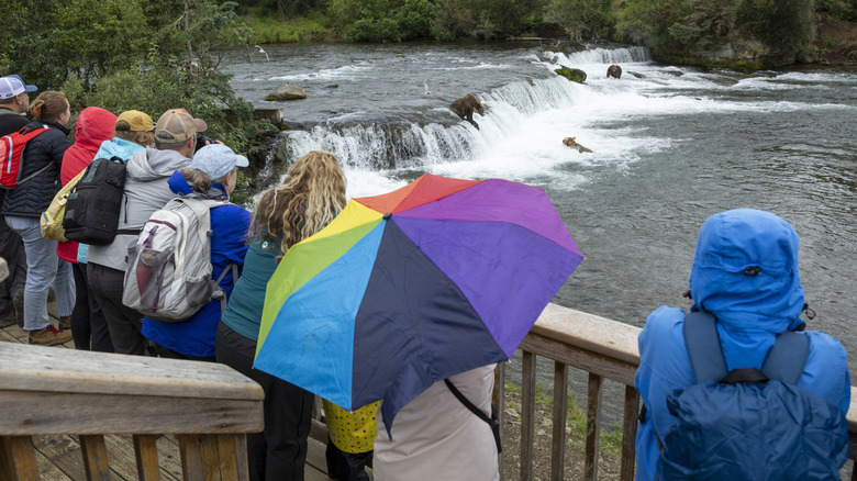 Visitors watching bears fish at Brooks Falls