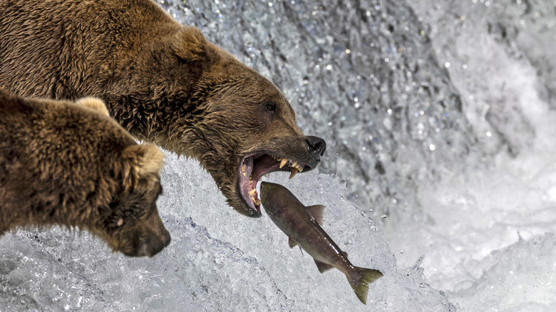 Brown bears fishing at Brooks Falls