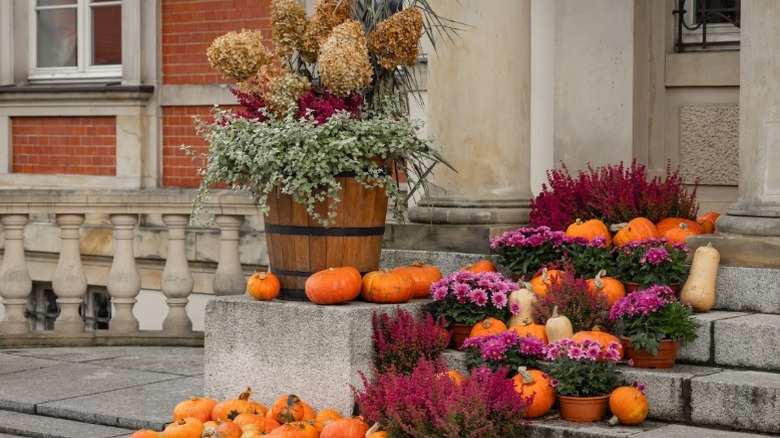 The front steps of a home decked out with pumpkins, mums, and other plants