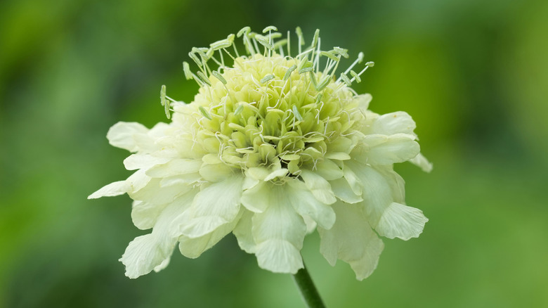 Close-up shot of a giant scabious flower