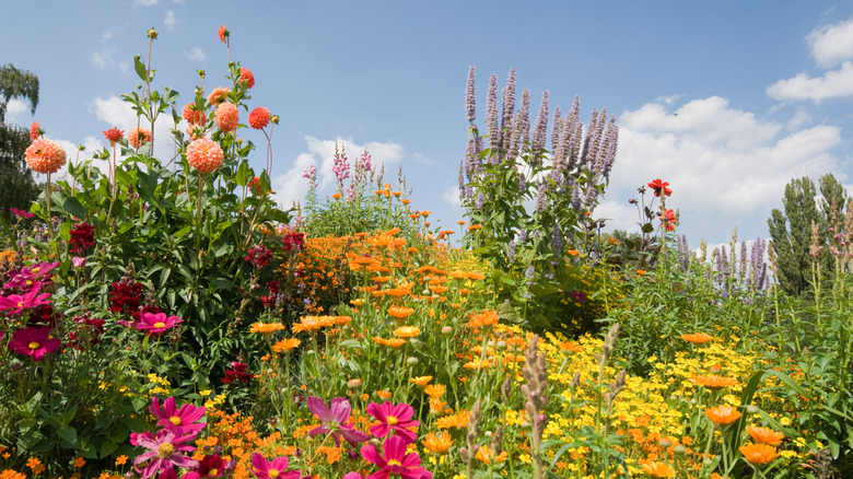 A layered flower garden bursting with color