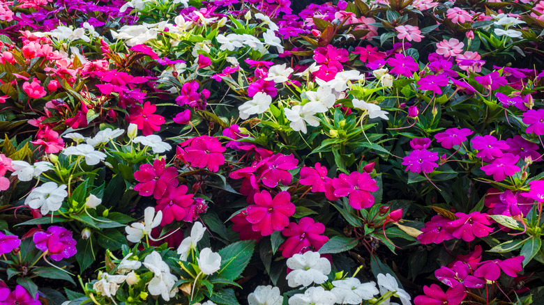 A field of impatiens in pinks, purples, and whites in a shady area