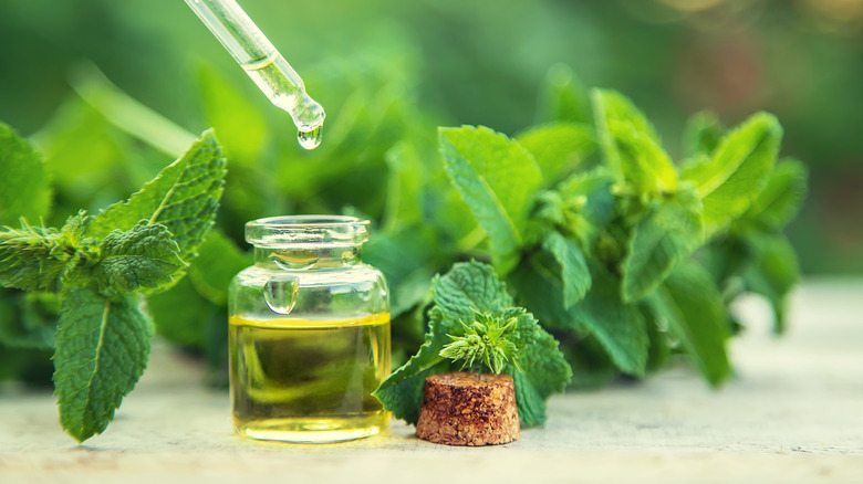 Peppermint essential oil surrounded by mint