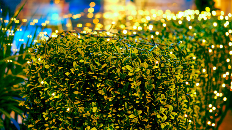 Shrub decorated with fairy lights