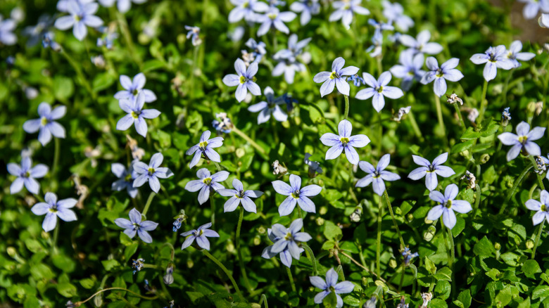 Blue star creeper sprouting with vibrant flowers