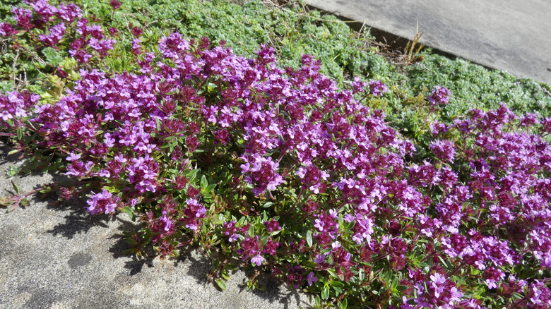 Creeping thyme blooming in between two concrete pathways