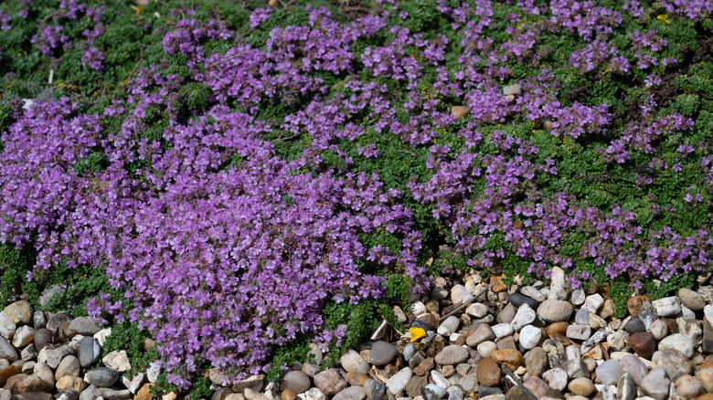 Bright violet ground cover above some ornamental river rocks