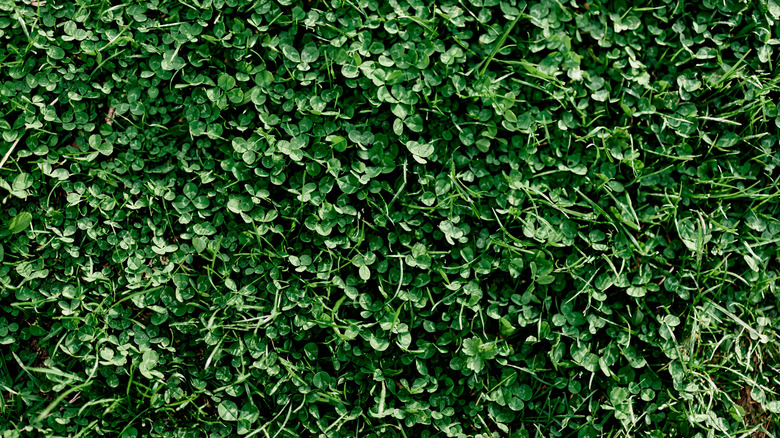 Close up of microclover ground cover in place of traditional grass