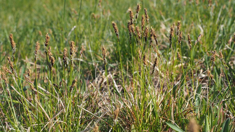A thicket of Pennsylvania sedge in a sunny marsh